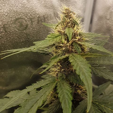 Purplematic CBD growlog timeline photo