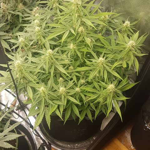 Solomatic CBD growlog timeline photo