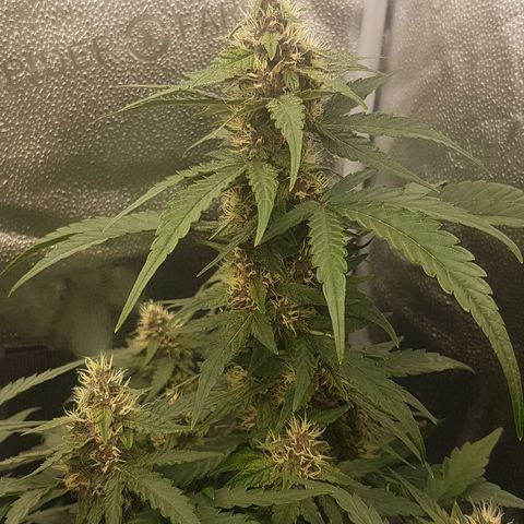 Purplematic CBD growlog timeline photo