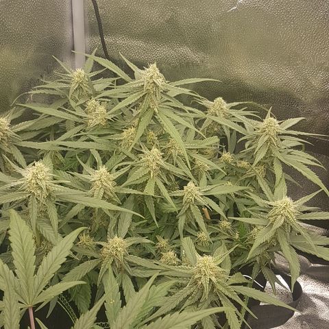 Orion F1 growlog timeline photo