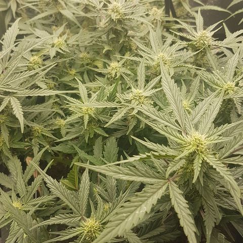 Northern Lights Automatic growlog timeline photo