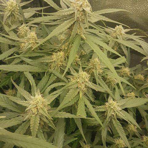 Orion F1 growlog timeline photo