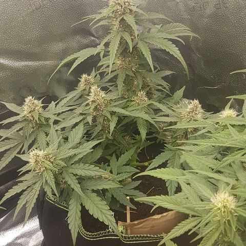 Purplematic CBD growlog timeline photo
