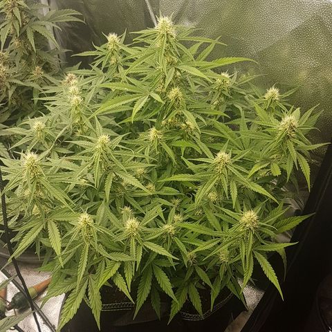 Solomatic CBD growlog timeline photo