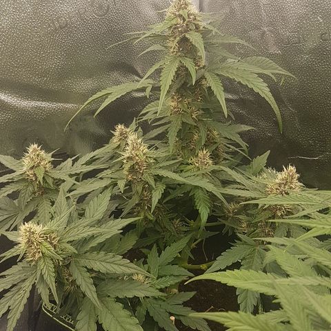 Purplematic CBD growlog timeline photo