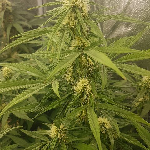 Solomatic CBD growlog timeline photo