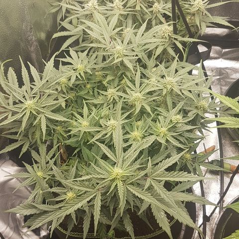 Northern Lights Automatic growlog timeline photo