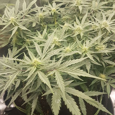 Northern Lights Automatic growlog timeline photo