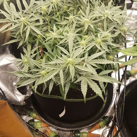 Northern Lights Automatic growlog timeline photo