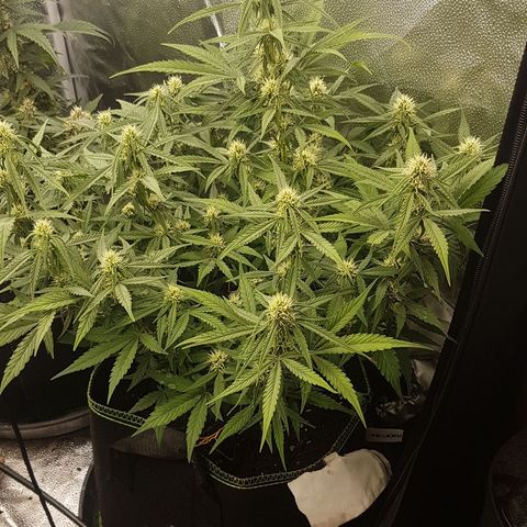 Solomatic CBD growlog timeline photo