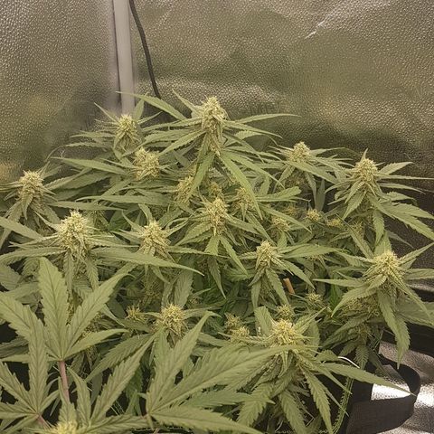 Orion F1 growlog timeline photo