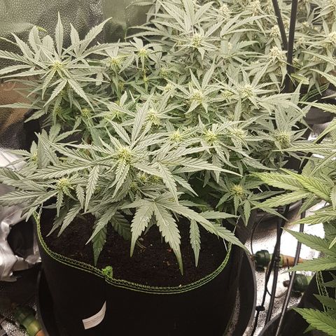 Northern Lights Automatic growlog timeline photo