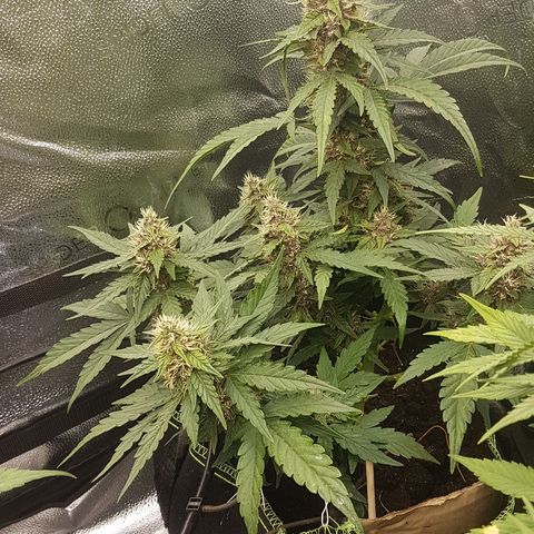 Purplematic CBD growlog timeline photo