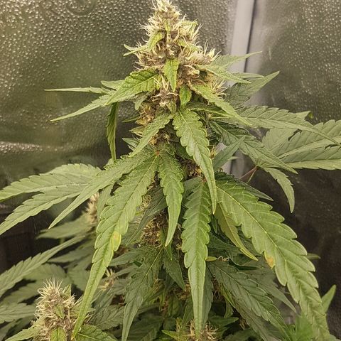 Purplematic CBD growlog timeline photo