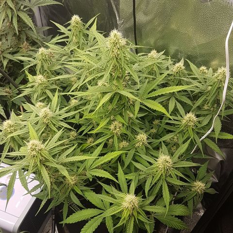Solomatic CBD growlog timeline photo