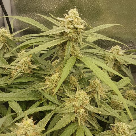Orion F1 growlog timeline photo