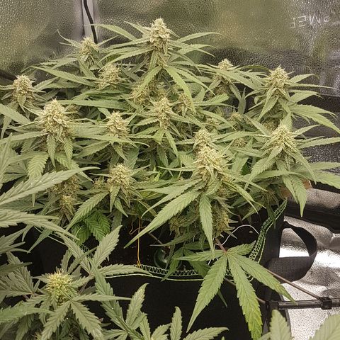Orion F1 growlog timeline photo