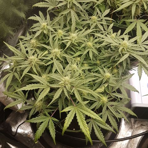 Northern Lights Automatic growlog timeline photo