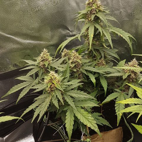Purplematic CBD growlog timeline photo