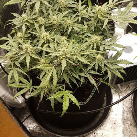 Northern Lights Automatic growlog timeline photo