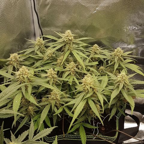 Orion F1 growlog timeline photo