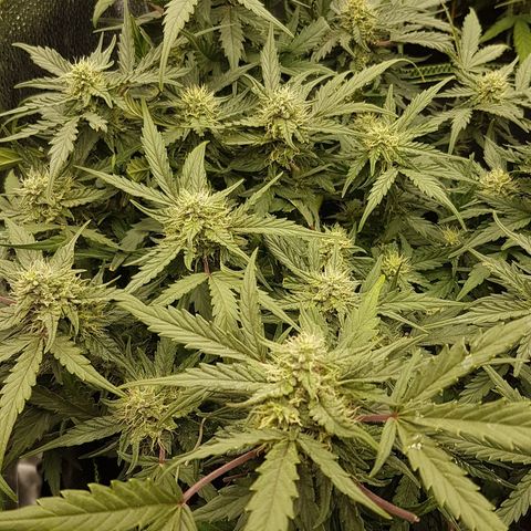 Northern Lights Automatic growlog timeline photo