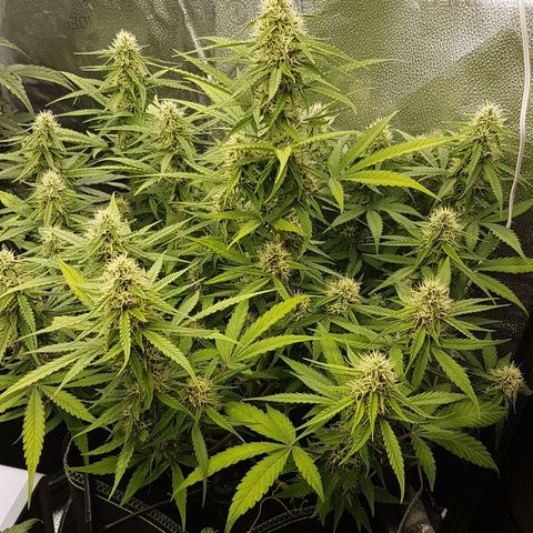 Solomatic CBD growlog timeline photo