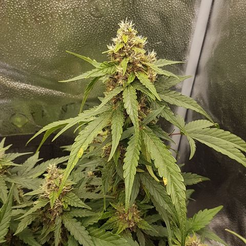 Purplematic CBD growlog timeline photo