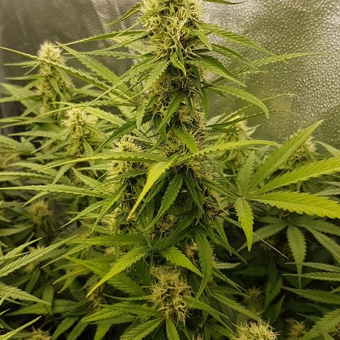 Solomatic CBD growlog timeline photo