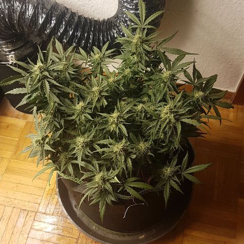 Northern Lights Automatic growlog timeline photo