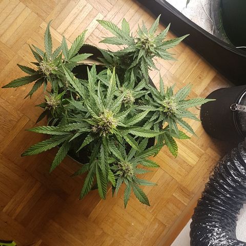 Purplematic CBD growlog timeline photo
