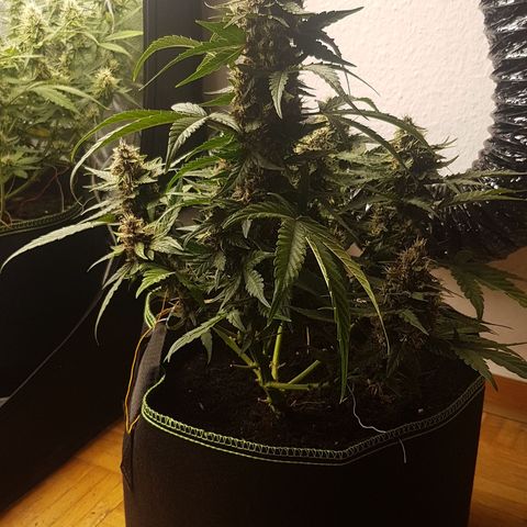 Purplematic CBD growlog timeline photo