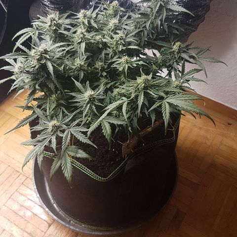 Northern Lights Automatic growlog timeline photo