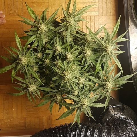 Orion F1 growlog timeline photo