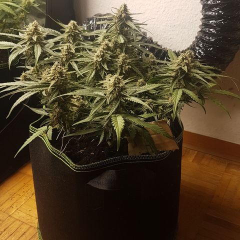 Orion F1 growlog timeline photo