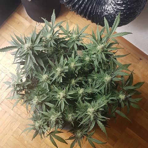 Northern Lights Automatic growlog timeline photo