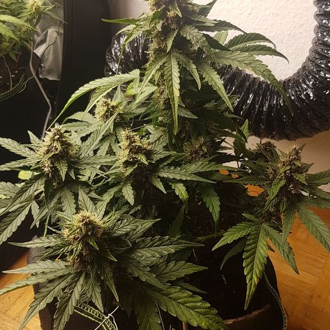 Purplematic CBD growlog timeline photo