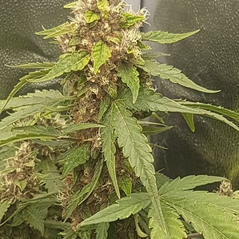 Purplematic CBD growlog timeline photo