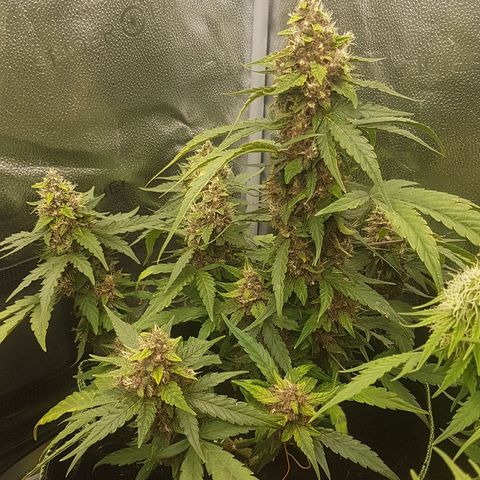 Purplematic CBD growlog timeline photo