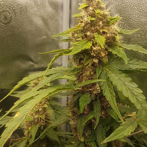 Purplematic CBD growlog timeline photo