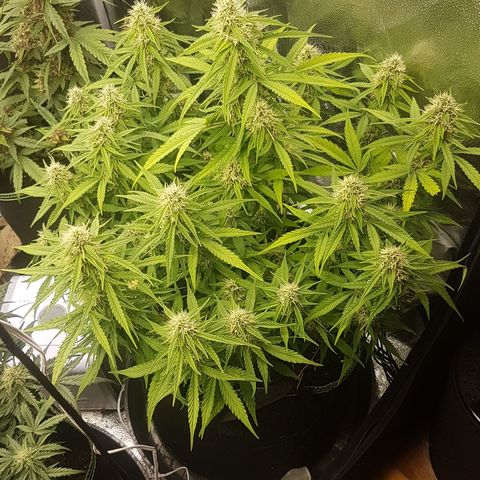 Solomatic CBD growlog timeline photo