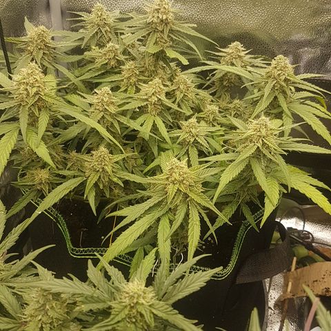 Orion F1 growlog timeline photo