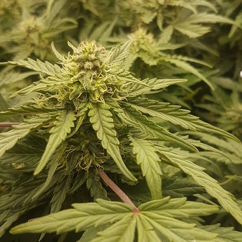Northern Lights Automatic growlog timeline photo
