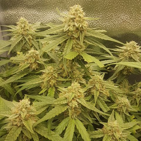 Orion F1 growlog timeline photo