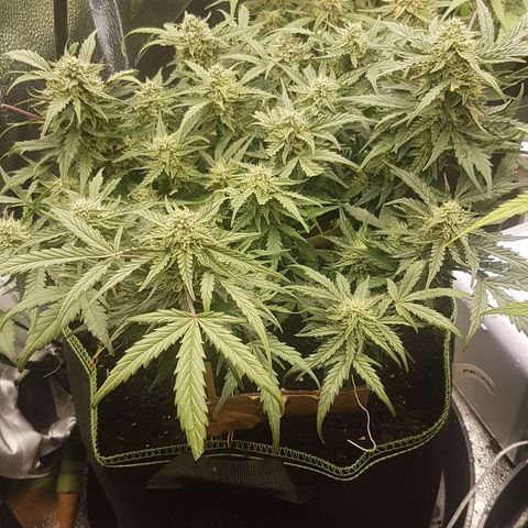 Northern Lights Automatic growlog timeline photo