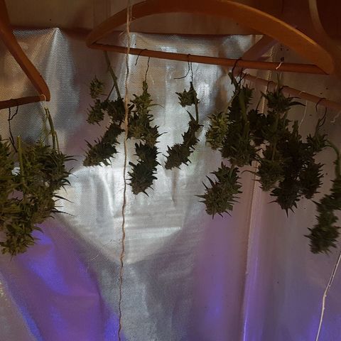 Orion F1 growlog timeline photo