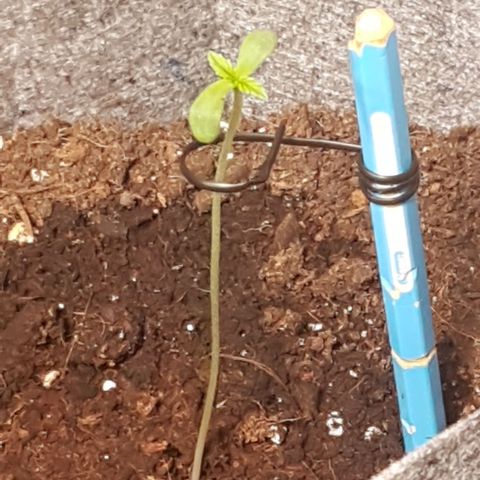 Somango XL growlog timeline photo