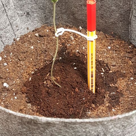 Dance World growlog timeline photo