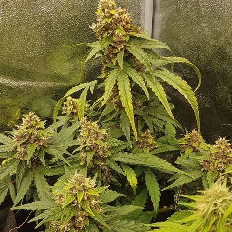 Purplematic CBD growlog timeline photo