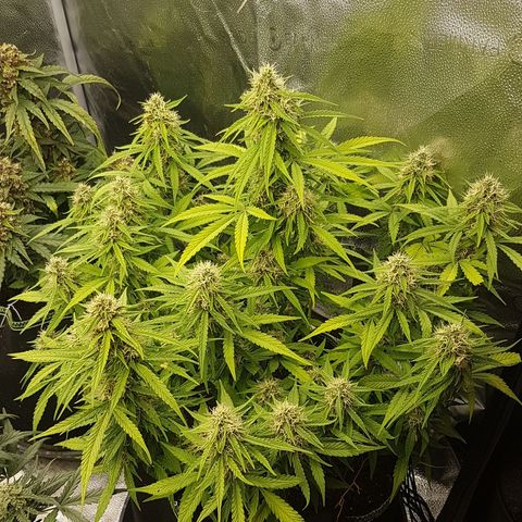 Solomatic CBD growlog timeline photo